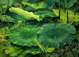 荷花油画图
