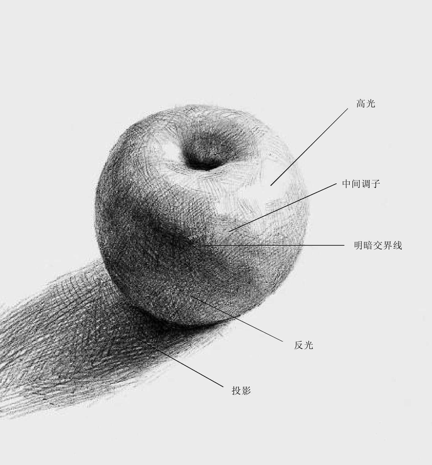 素描明暗关系分析