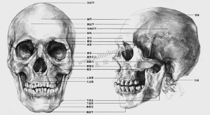 素描头部骨骼