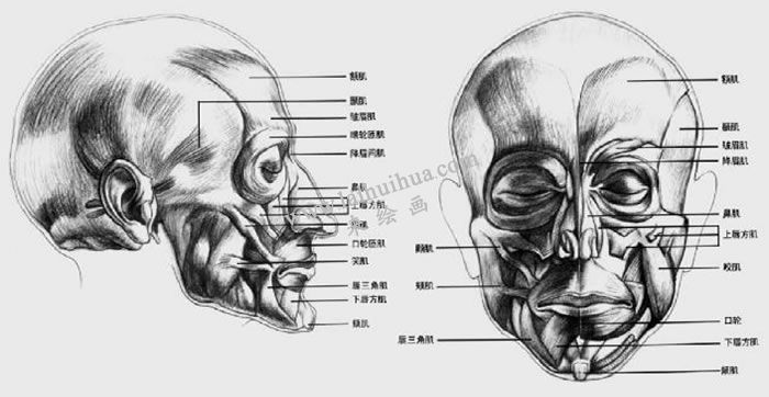 素描头部肌肉