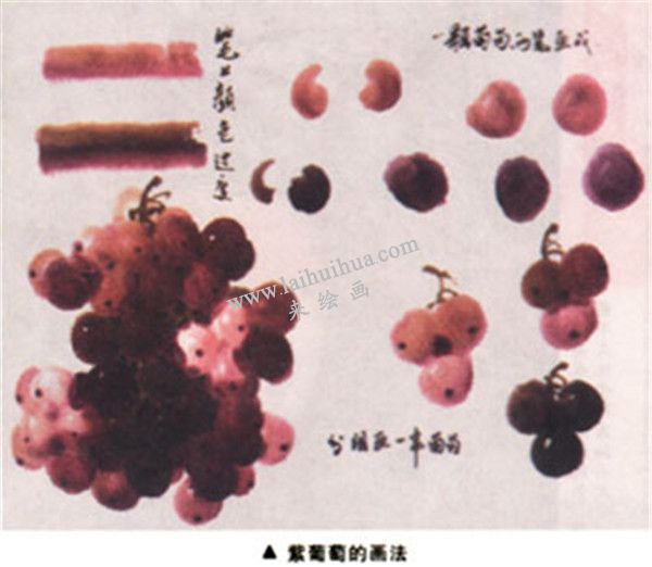 紫葡萄的画法