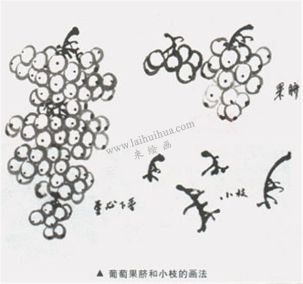 葡萄果脐和小枝的画法