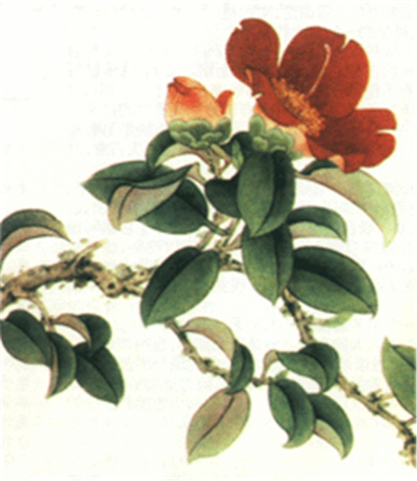 国画山茶花技法