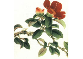 国画山茶花技法