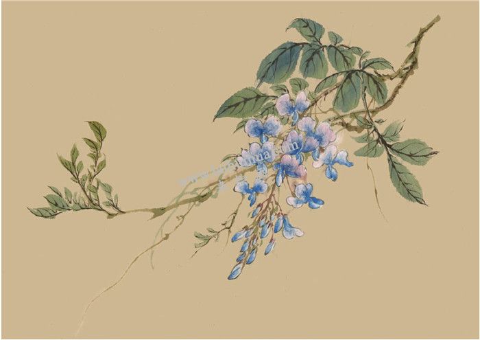 紫藤的国画画法  步骤七