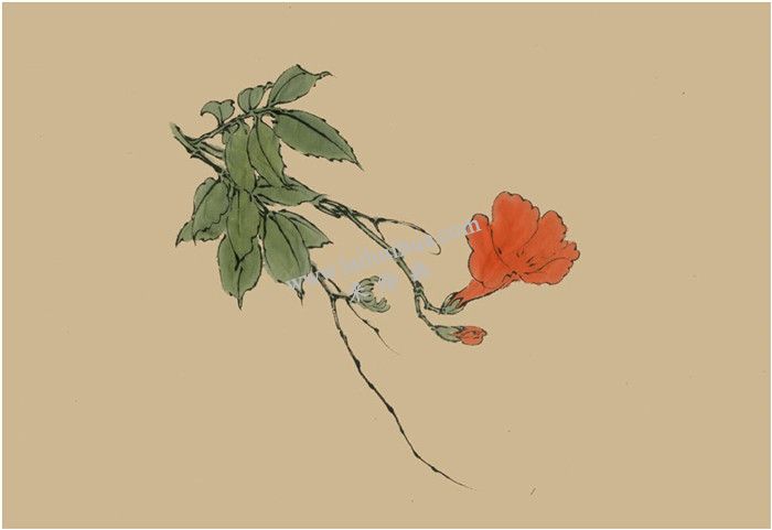 凌霄花的国画画法 步骤二