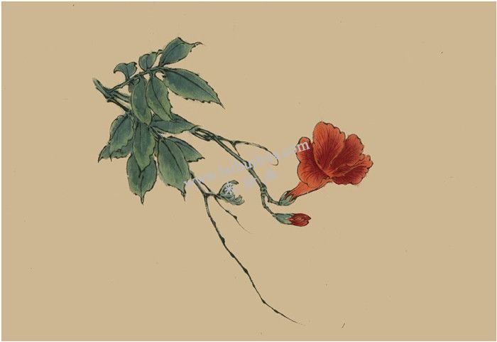 凌霄花的国画画法 步骤四