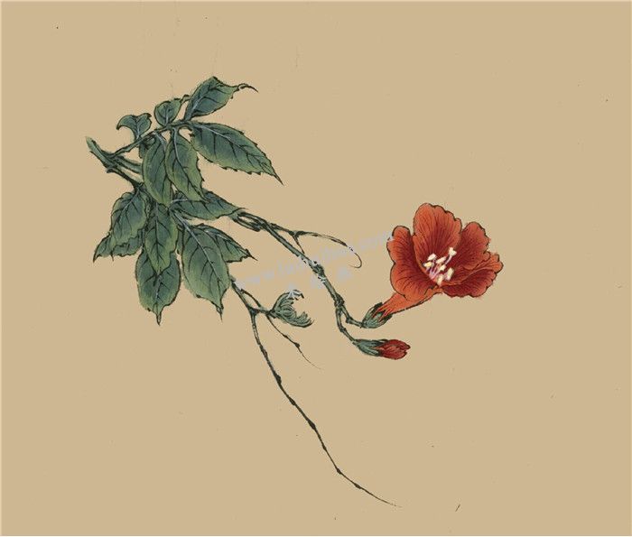 凌霄花的国画画法 步骤五