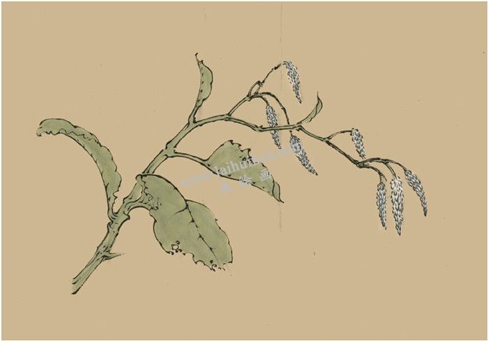 菱花的国画画法  步骤二