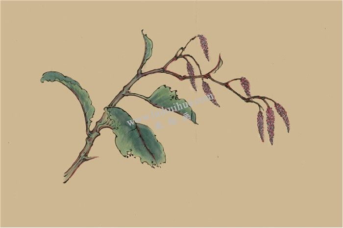 菱花的国画画法  步骤三