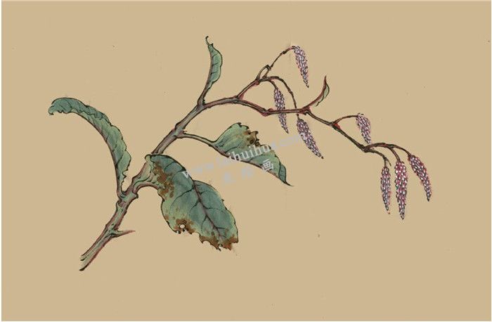 菱花的国画画法  步骤四