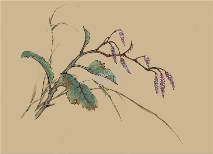 菱花的国画画法  步骤五