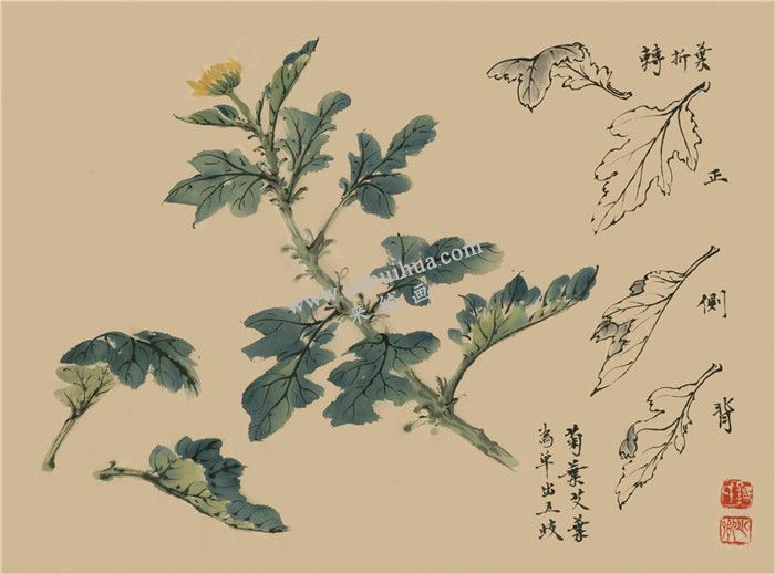 菊花国画画法范例 01