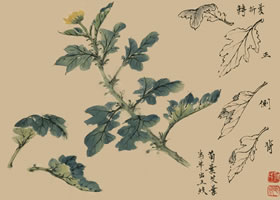 菊花的国画画法