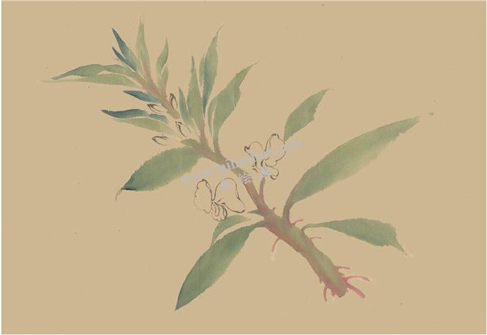 凤仙花国画画法  步骤二