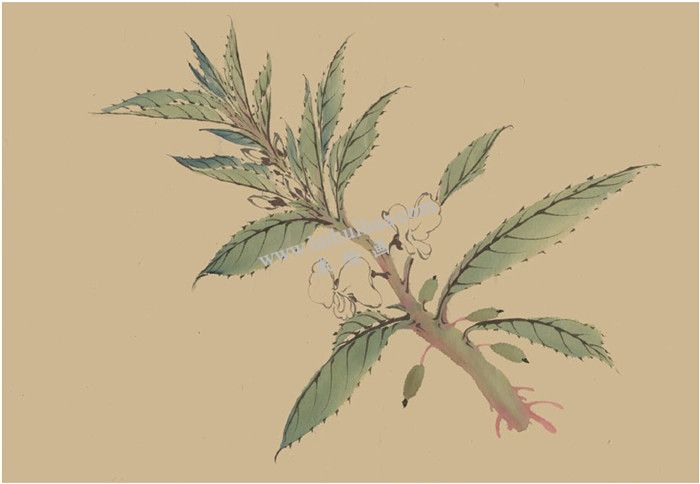 凤仙花国画画法  步骤三
