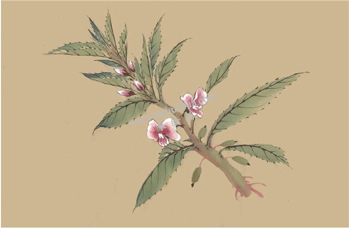 凤仙花国画画法  步骤五
