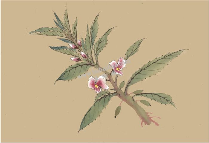 凤仙花国画画法  步骤六