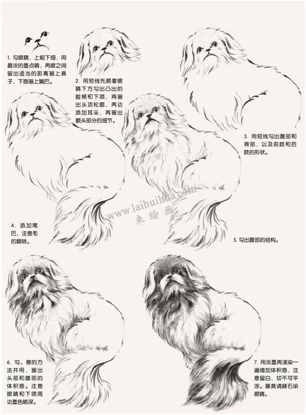 哈巴狗的国画画法步骤