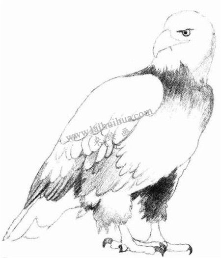 素描凶恶的老鹰画法步骤 四