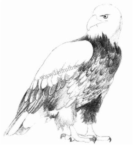 素描凶恶的老鹰画法步骤 六