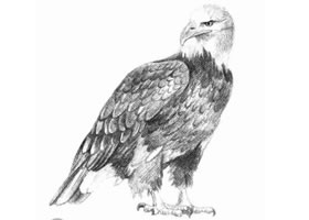 素描凶恶的老鹰画法步骤