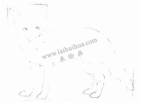 素描狡猾的狐狸画法步骤 二