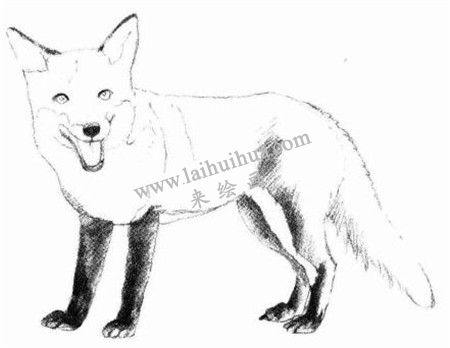 素描狡猾的狐狸画法步骤 四