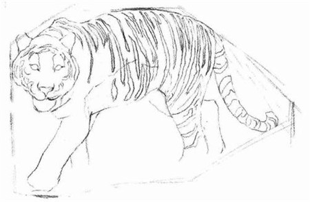 素描老虎的画法步骤 二