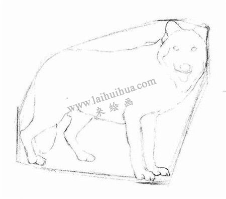 狼的素描画法步骤 二