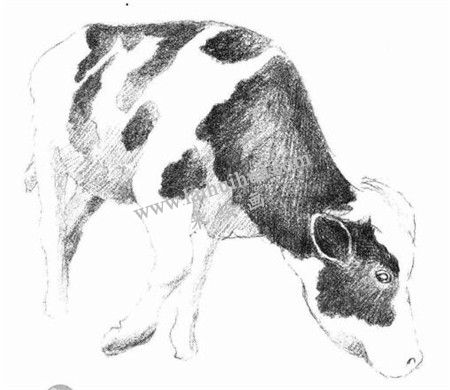 奶牛的素描画法步骤 五