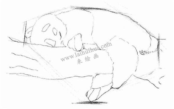 大熊猫的素描画法步骤 二