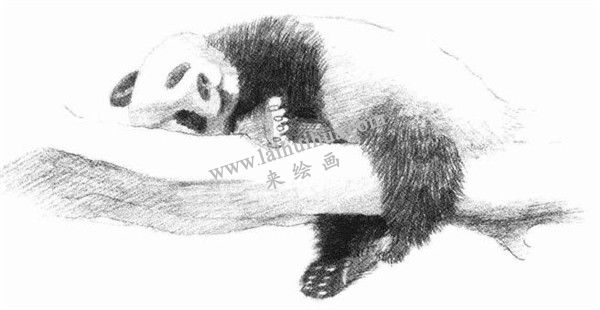 大熊猫的素描画法步骤 五