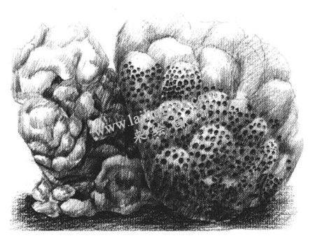 珊瑚的素描画法步骤 五