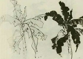 芭蕉的国画画法