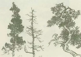 柏树的画法