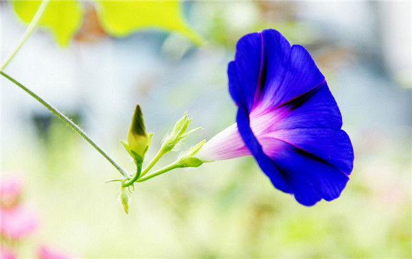 牵牛花简笔画