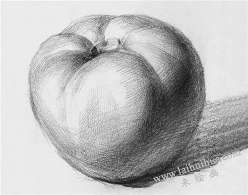 西红柿素描画法步骤 完成图