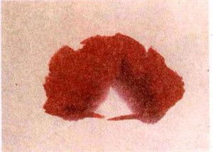 牵牛花水墨画画法步骤一