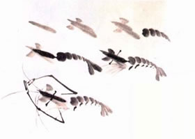 青虾水墨画画法步骤