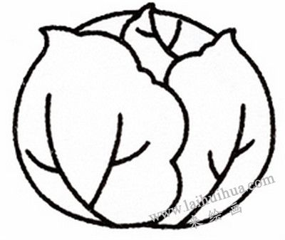 卷心菜简笔画画法步骤四