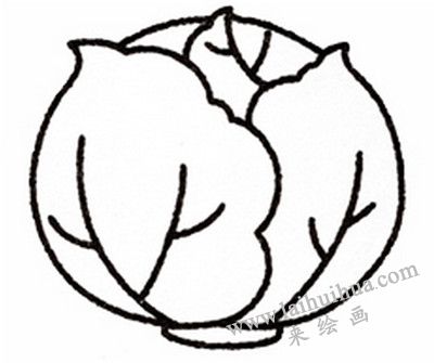 卷心菜简笔画画法步骤五