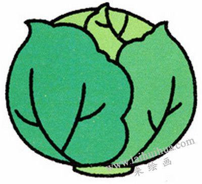 卷心菜简笔画画法步骤六
