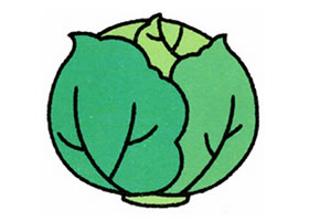卷心菜简笔画