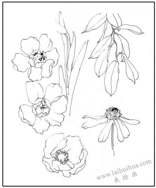 花卉素描基本形态的训练