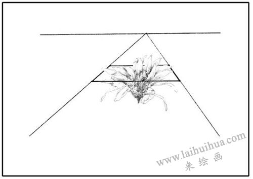 花卉素描透视的种类
