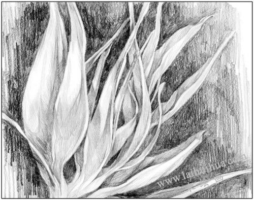 花卉素描的表现工具