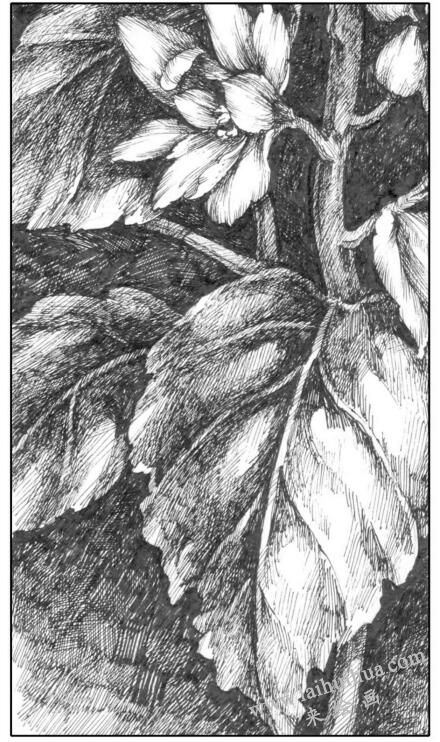 花卉素描写生明暗色调的运用
