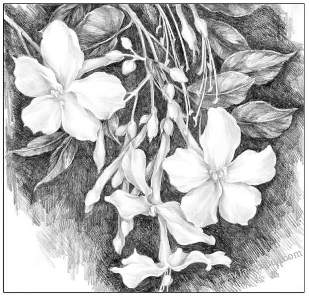 花卉素描素材的选择