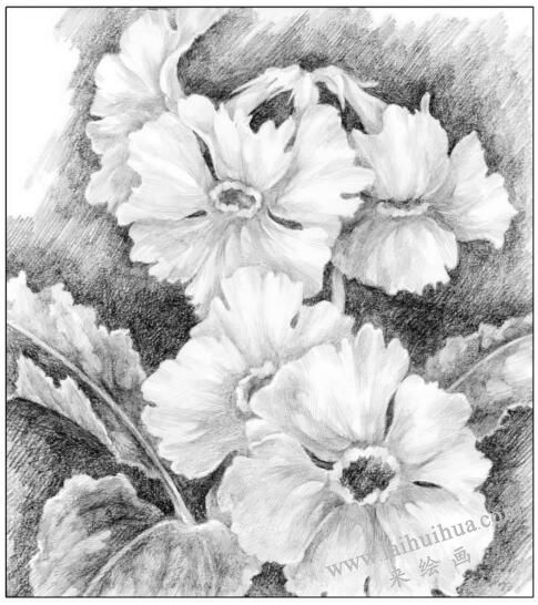 花卉素描对比的调节